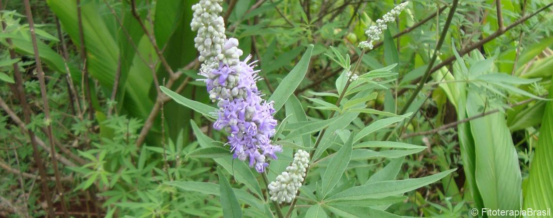 Vitex agnus castus