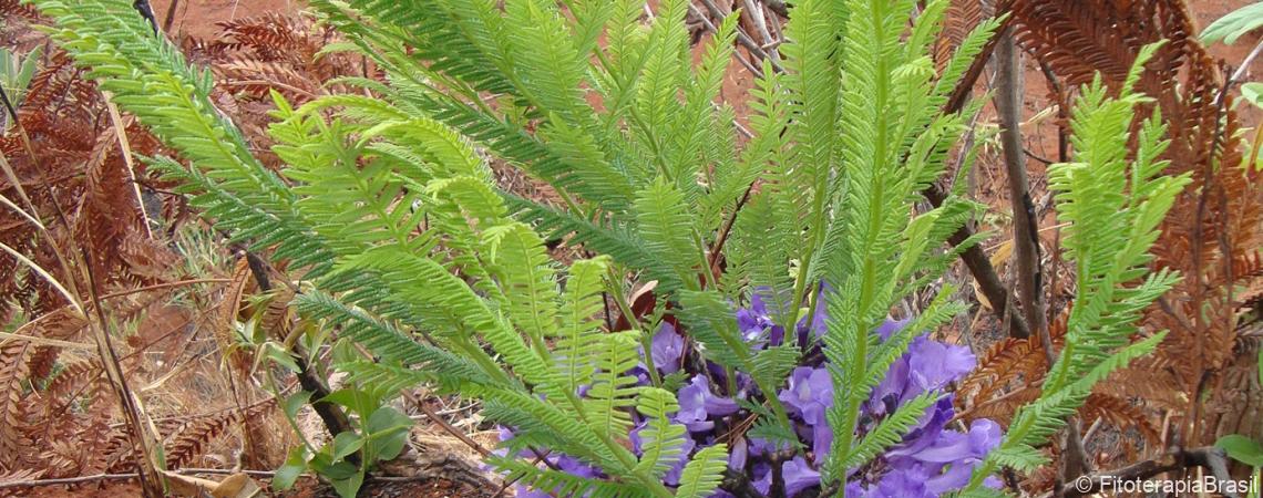 Jacaranda decurrens