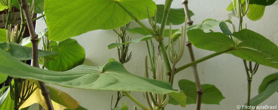 Piper umbellatum