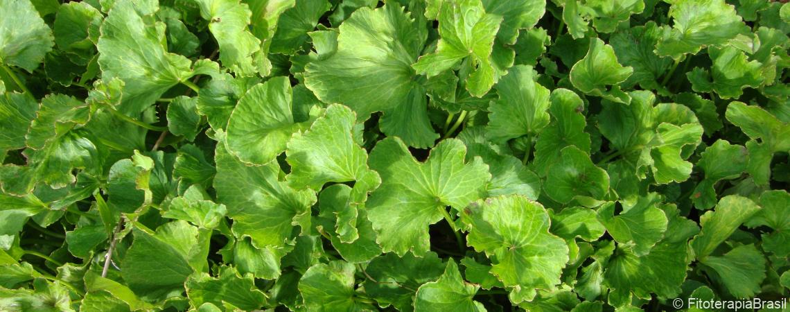 Centella asiatica