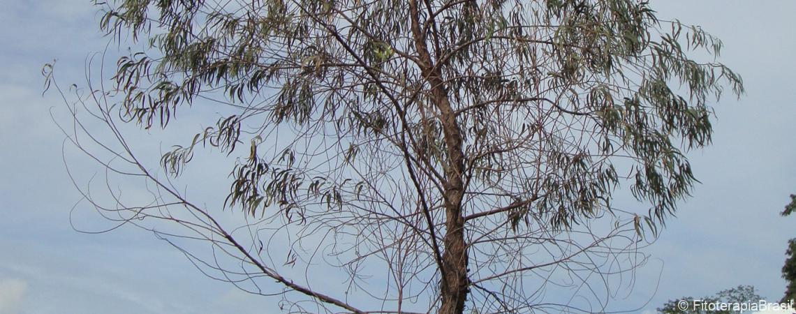 Eucalyptus globulus