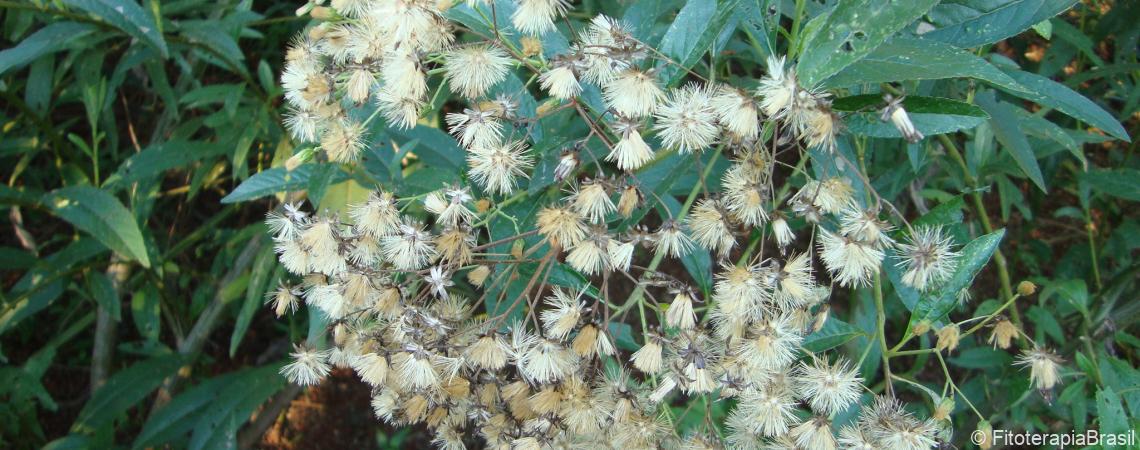 Vernonanthura polyanthes