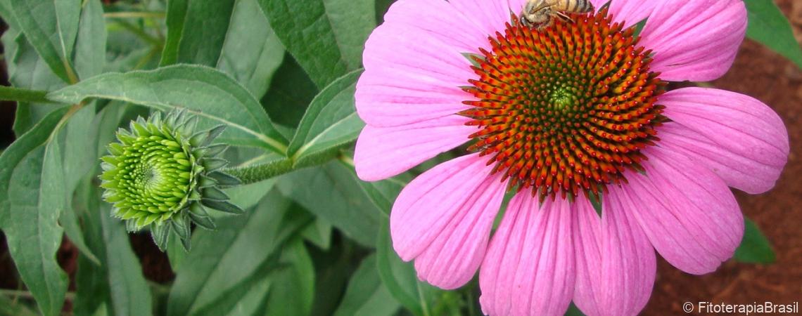 Echinacea purpurea