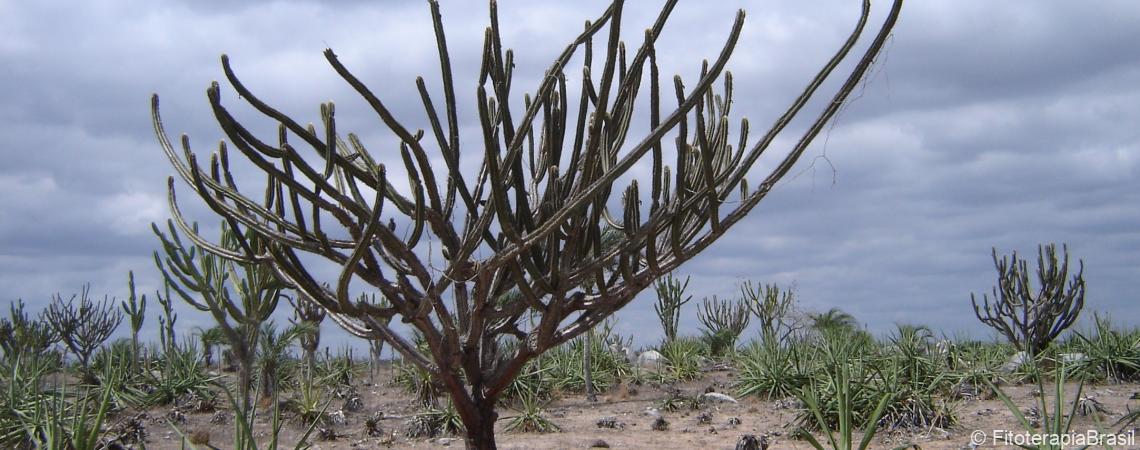 Cereus jamacaru