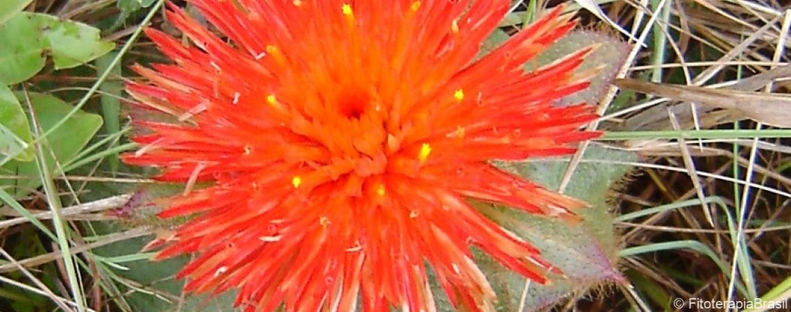 Gomphrena officinalis