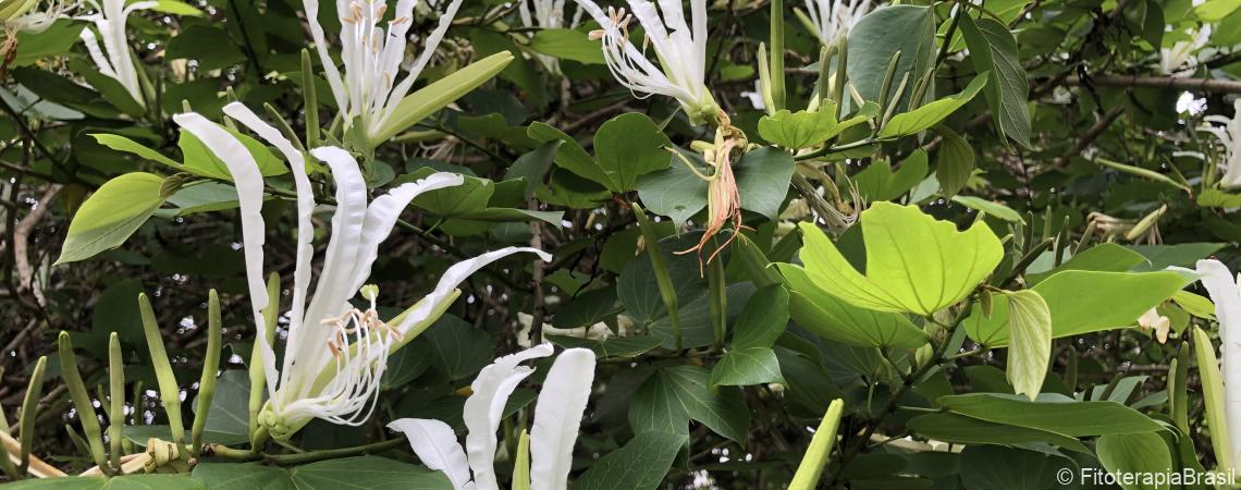 Bauhinia forficata 