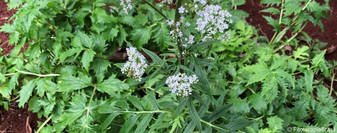 Valeriana officinalis