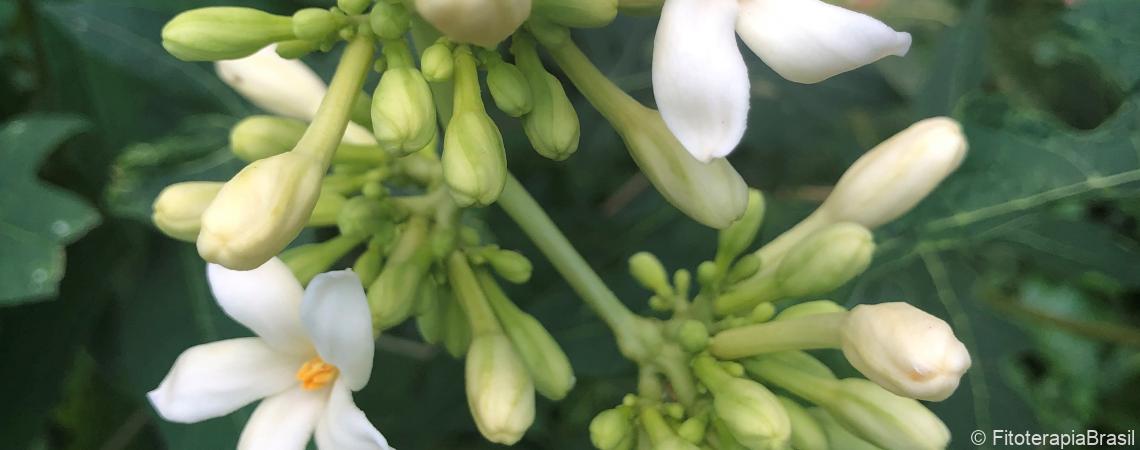 Carica papaya