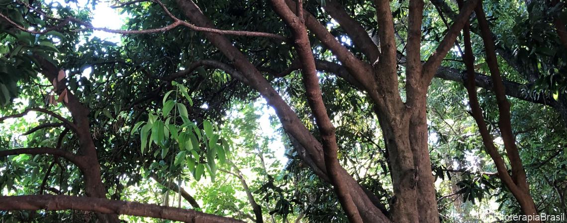 Cinnamomum verum