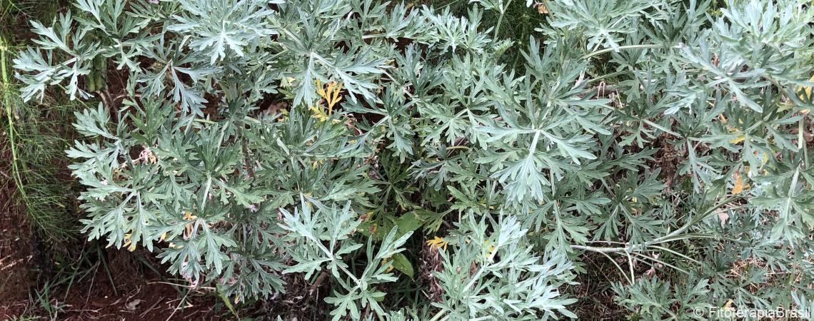 Artemisia absinthium