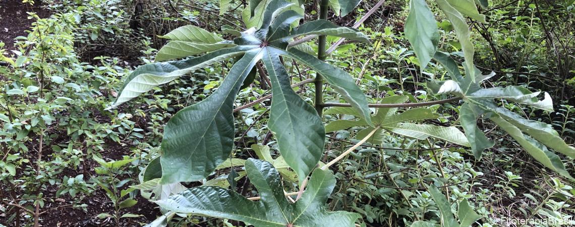 Cecropia pachystachya