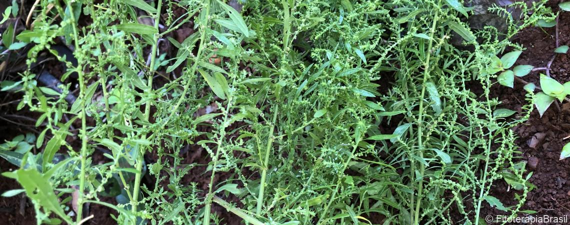 Chenopodium ambrosioides
