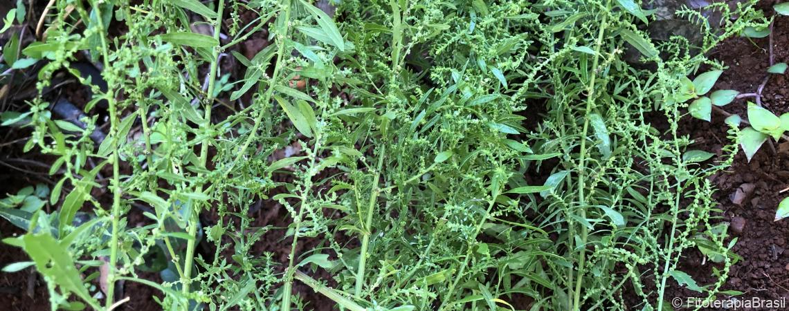 Chenopodium ambrosioides