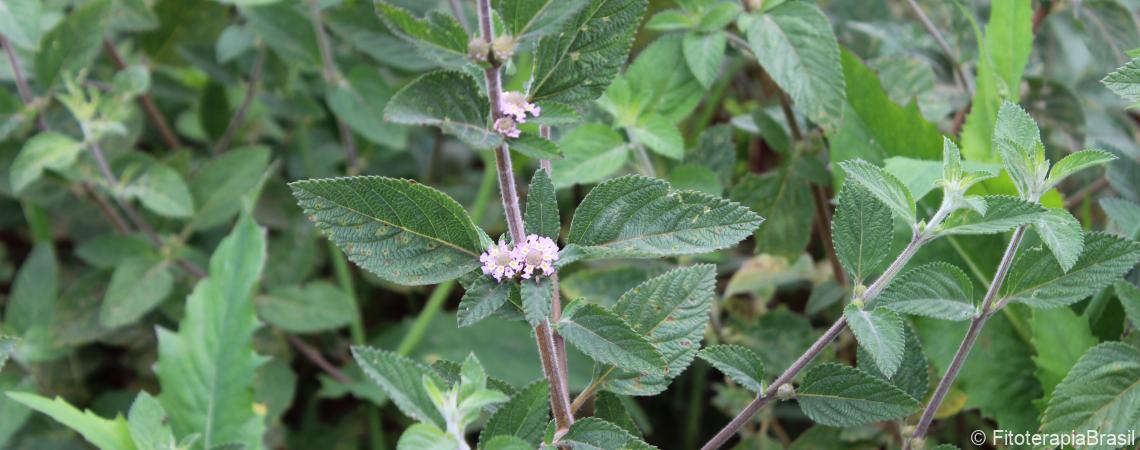 Lippia alba