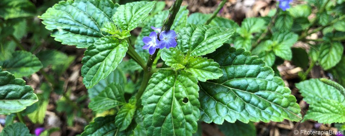 Stachytarpheta cayennensis