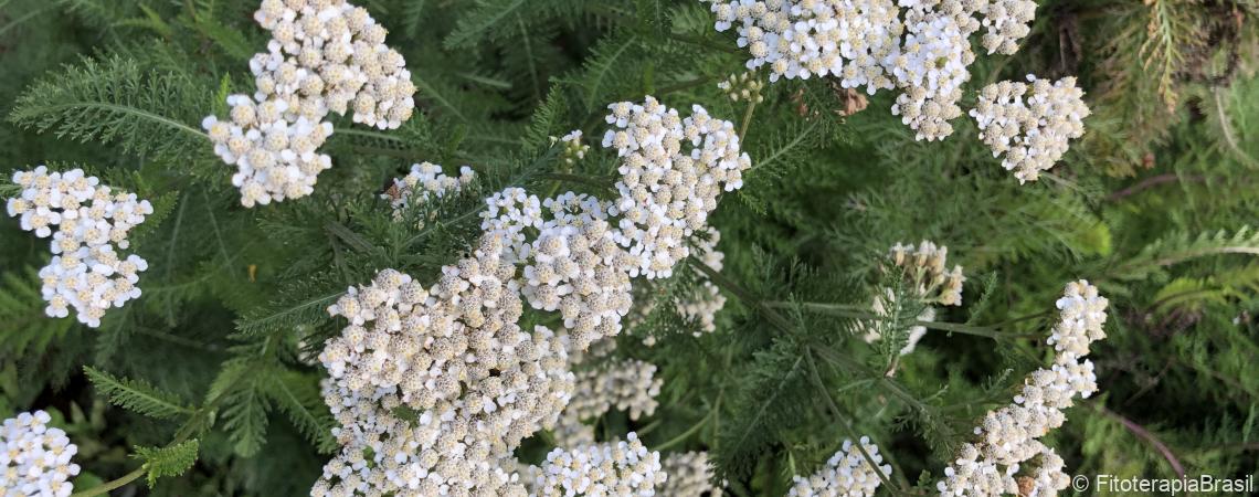 Achillea millefolium