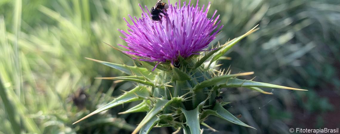 Silybum marianum