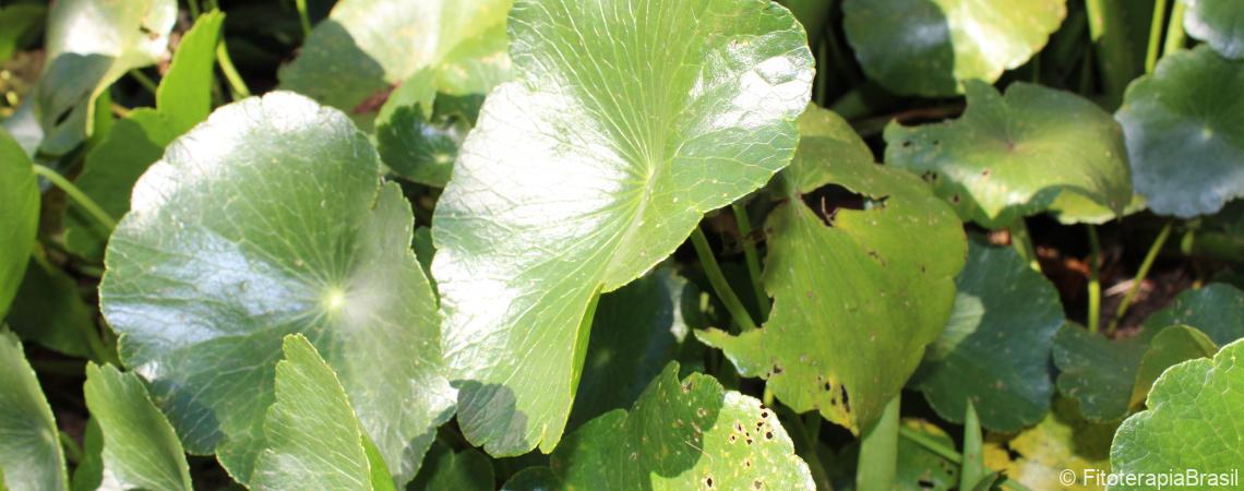 Hydrocotyle umbellata