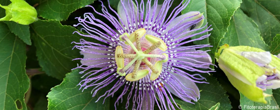 Passiflora incarnata