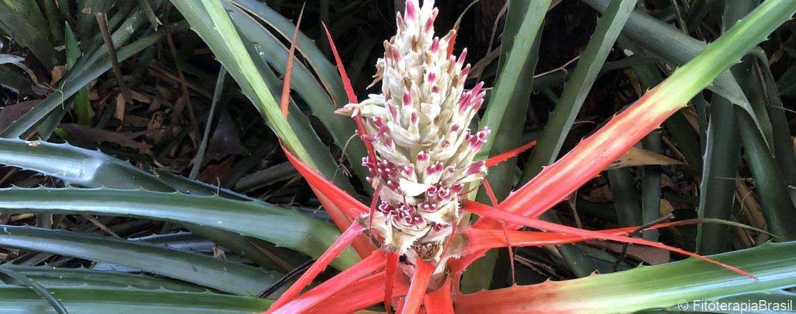 Bromelia antiacantha