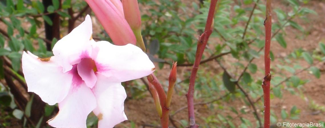 Mandevilla velutina