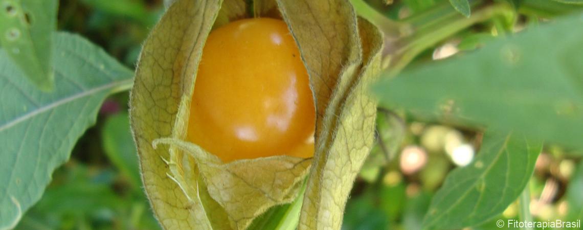 Physalis angulata