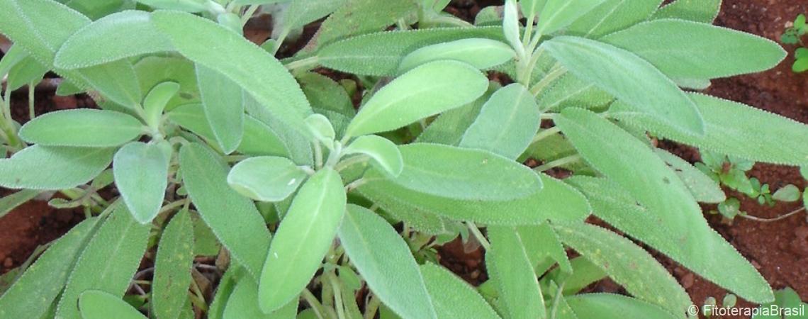 Salvia officinalis