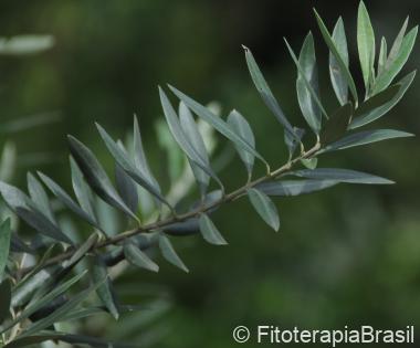 Olea europaea