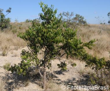 Casearia sylvestris