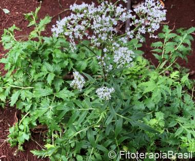 Valeriana officinalis