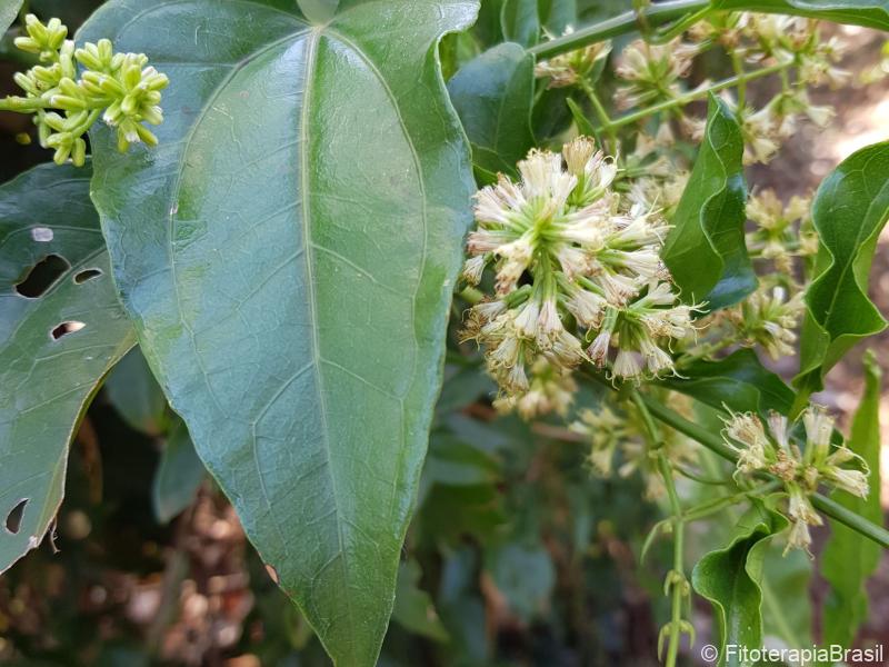 Mikania laevigata