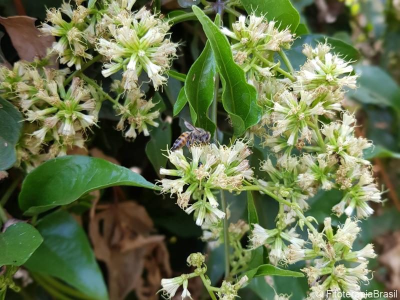 Mikania laevigata