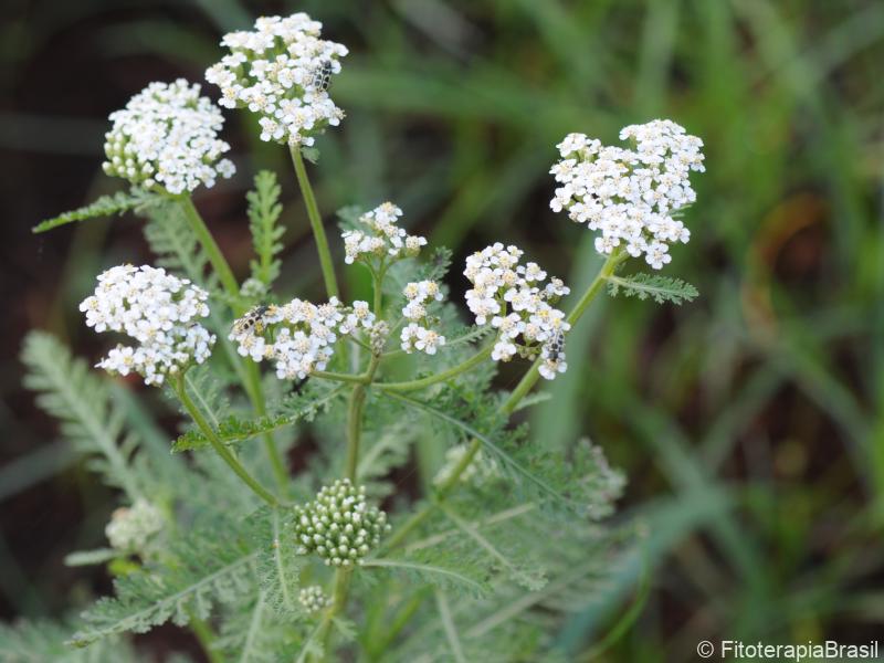 Achillea millefolium