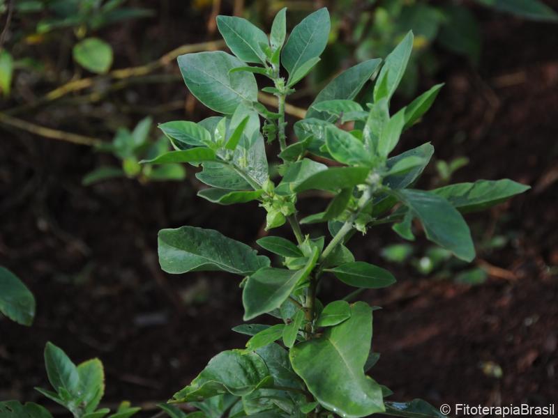 Withania somnifera