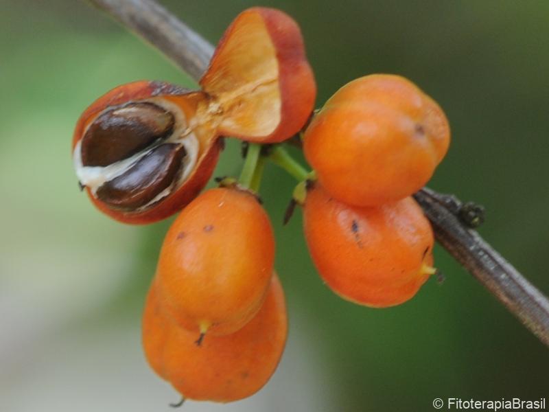 Frutos e sementes