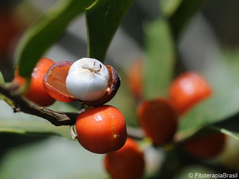 Frutos
