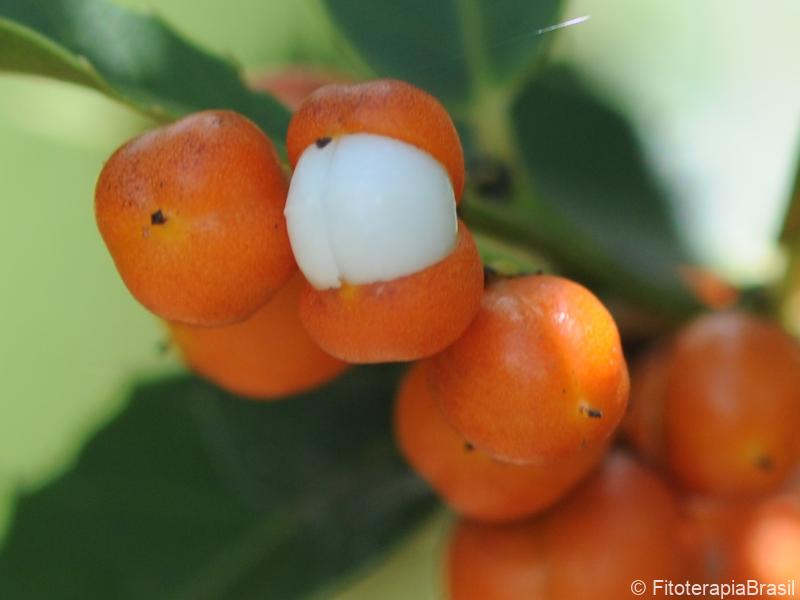 Frutos