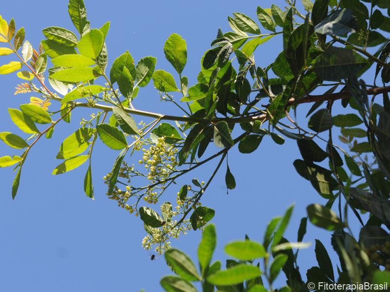Flores e frutos verdes
