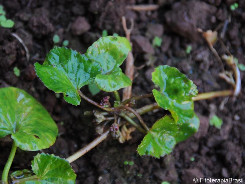 Centella asiatica
