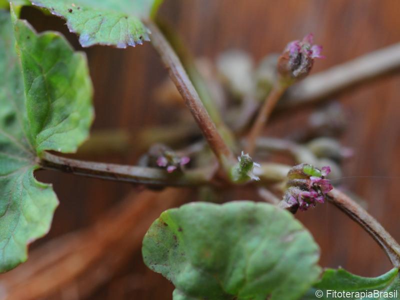 Centella asiatica