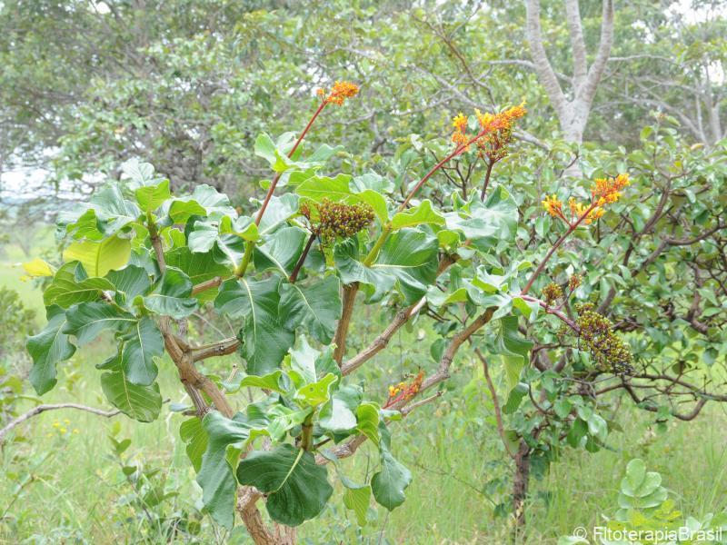 Palicourea rigida