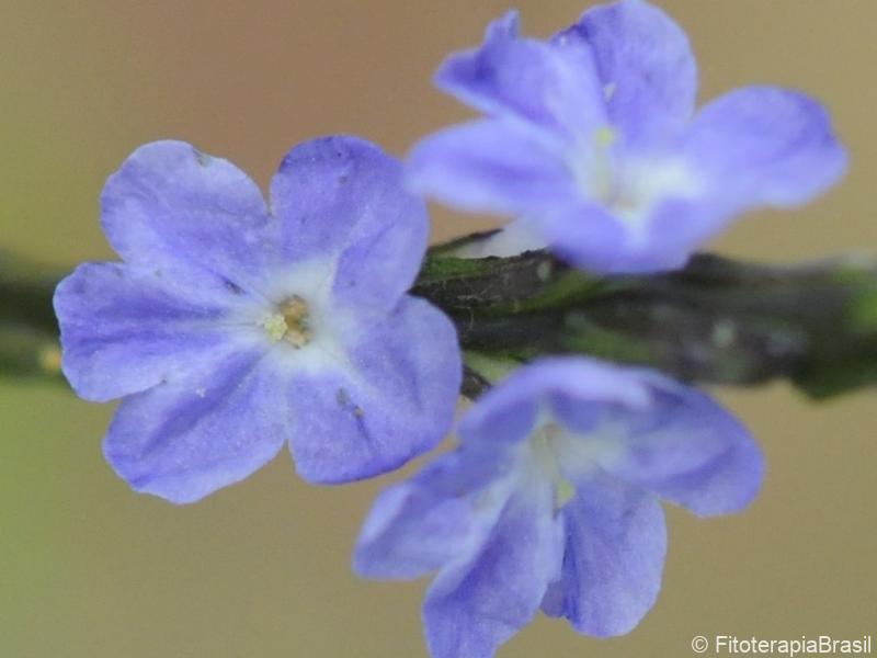 Stachytarpheta cayennensis