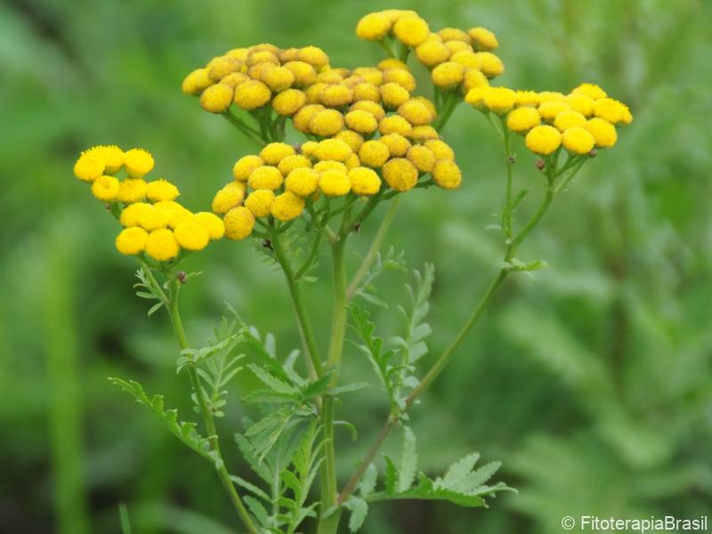 Tanacetum vulgare