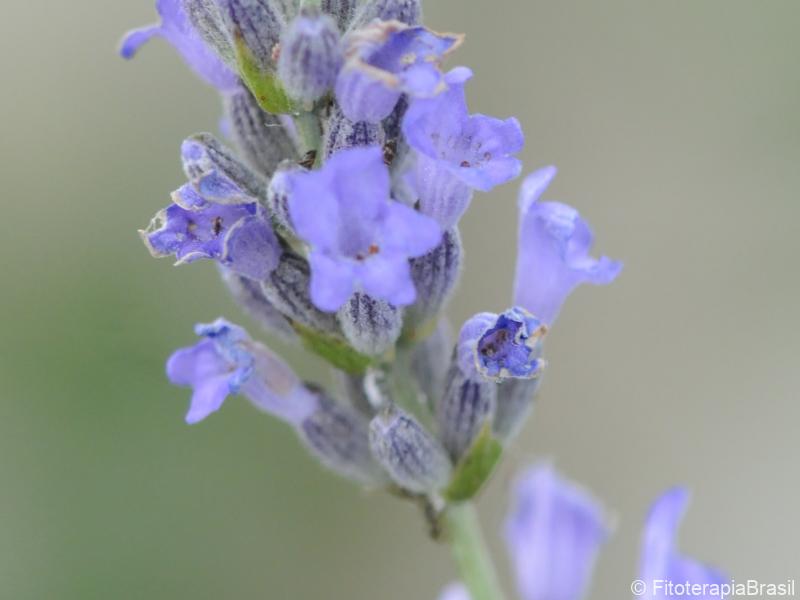 Flores