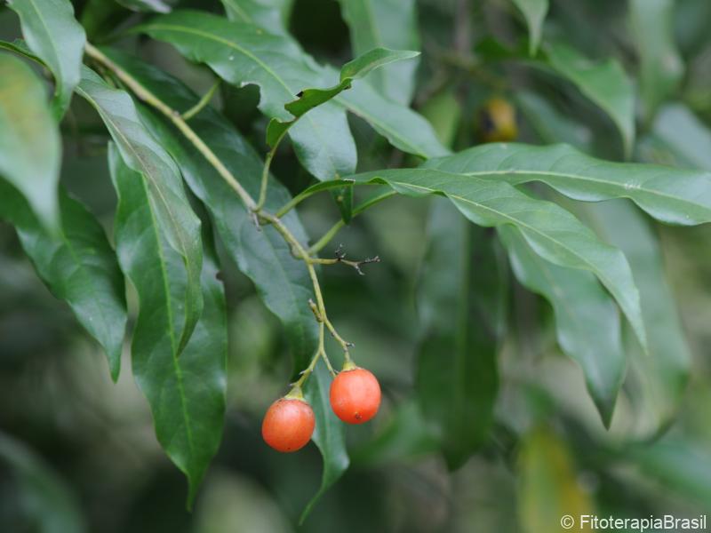 Folhas e frutos