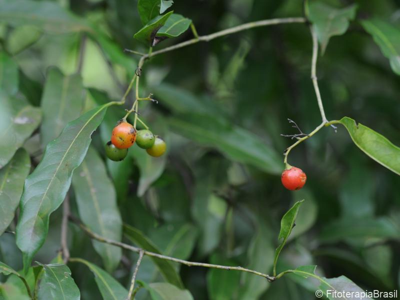 Frutos verde e maduros
