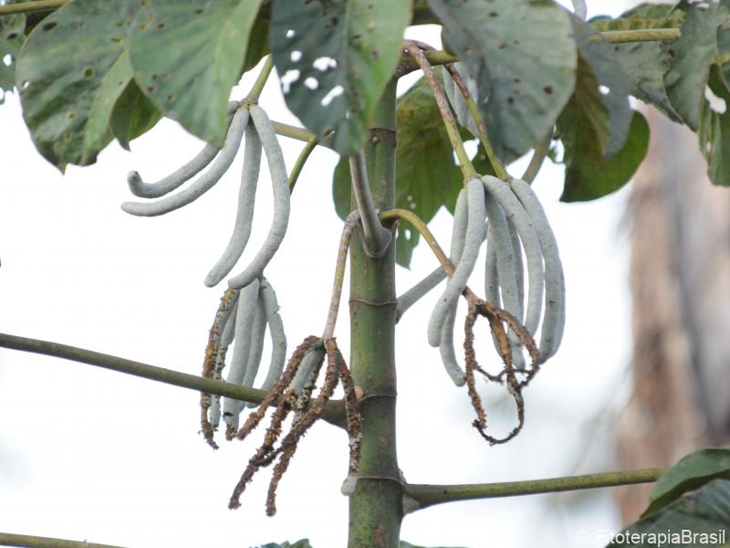Cecropia pachystachya
