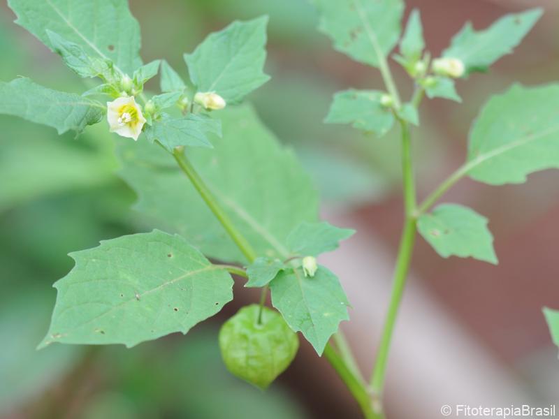 Folhas, flor, fruto