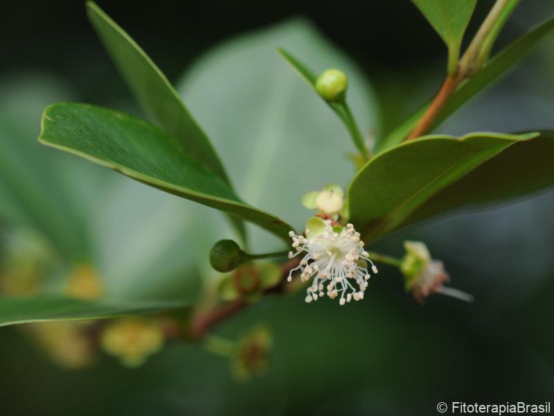 Eugenia punicifolia