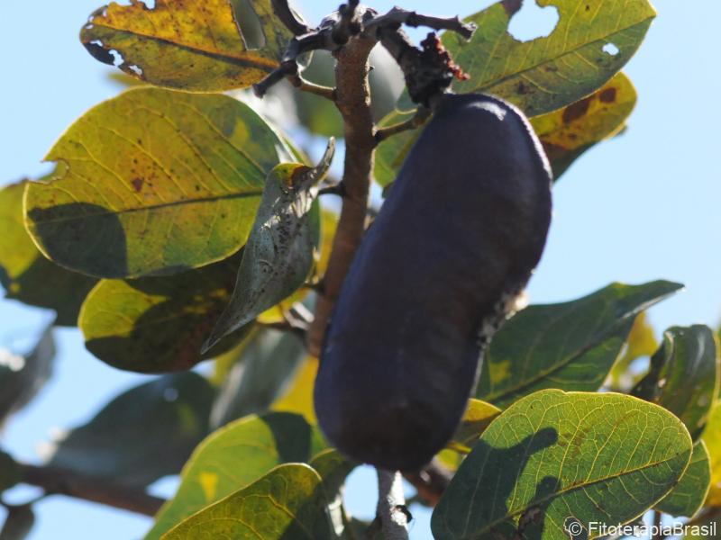 Fruto maduro